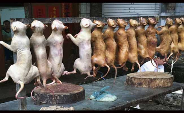 Yulin's Dog-Eating Festival Of China 
