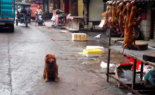 'Yulin's Dog-Eating Festival' Of China 
